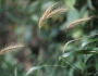 Elymus villosus image