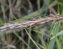Elymus virginicus image