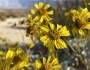 Encelia farinosa image