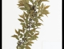 Rhamnus lanceolata image