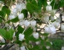 Enkianthus perulatus image