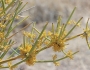 Ephedra nevadensis image