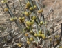 Ephedra torreyana image