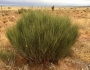 Ephedra trifurca image