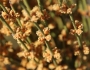 Ephedra viridis image