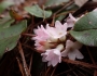 Epigaea repens image