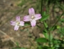 Epilobium ciliatum image