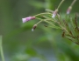 Epilobium coloratum image