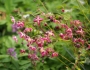 Epimedium ×rubrum image