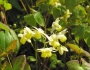 Epimedium ×versicolor image