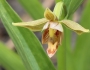 Epipactis gigantea image