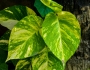 Epipremnum aureum image