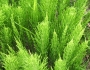 Equisetum arvense image