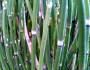 Equisetum hyemale image