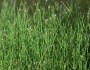 Equisetum scirpoides image