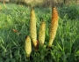 Equisetum telmateia image