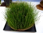 Equisetum variegatum image
