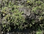 Eragrostis hypnoides image