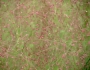 Eragrostis spectabilis image