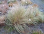 Eragrostis trichodes image
