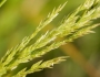 Eragrostis variabilis image