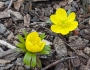 Eranthis hyemalis image