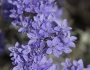 Eriastrum densifolium image