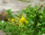Ericameria ericoides image