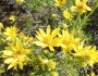 Ericameria linearifolia image