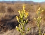 Ericameria palmeri image