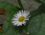 Erigeron annuus image