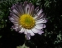 Erigeron compositus image