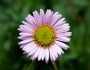 Erigeron glaucus image