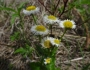 Erigeron philadelphicus image