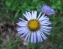 Erigeron pulchellus image