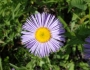 Erigeron speciosus image