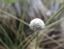 Eriocaulon compressum image