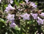 Eriodictyon californicum image