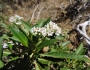Eriodictyon trichocalyx image