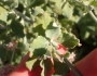 Eriogonum cinereum image