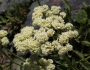 Eriogonum compositum image