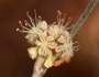 Eriogonum elongatum image