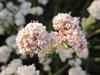 Eriogonum fasciculatum image