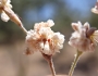 Eriogonum gracile image