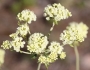 Eriogonum heracleoides image