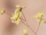Eriogonum inflatum image