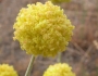 Eriogonum ovalifolium image