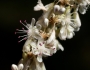 Eriogonum racemosum image