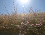 Eriogonum roseum image