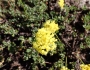 Eriogonum umbellatum image